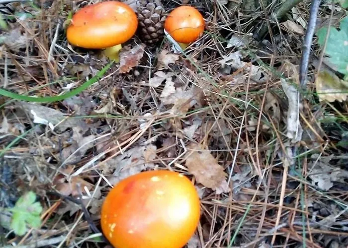 卡林别墅 Natsovtsi